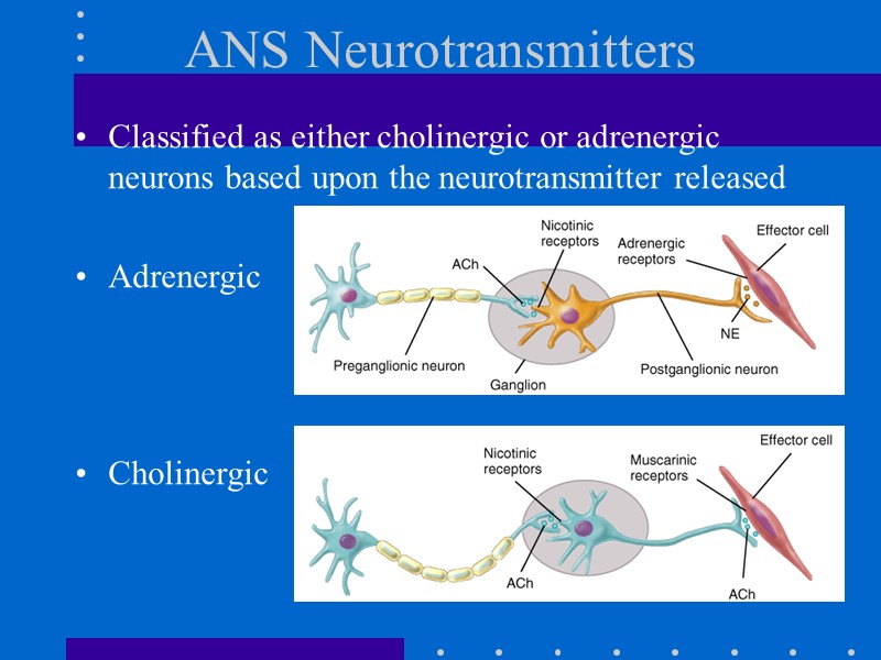 ANS Neurotransmitters Classified as either cholinergic or adrenergic neurons based upon the neurotransmitter released
